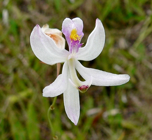 {Calopogon pallidus}